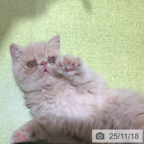 埼玉県のエキゾチック (ペットプラス 羽生店/2025年9月3日生まれ/男の子/クリームタビー)の子猫の3枚目の画像