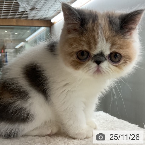 エキゾチックの写真