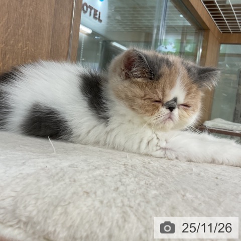 エキゾチックの写真