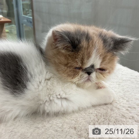 エキゾチックの写真