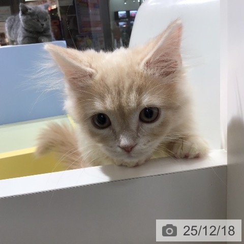 熊本県のラガマフィン (ペットプラス 熊本店/2025年9月4日生まれ/男の子/クリームタビー)の子猫の4枚目の画像