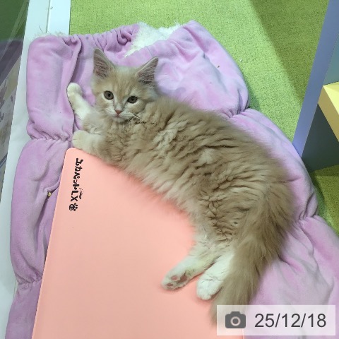 熊本県のラガマフィン (ペットプラス 熊本店/2025年9月4日生まれ/男の子/クリームタビー)の子猫の3枚目の画像