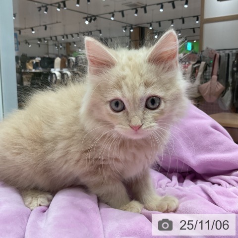 ラガマフィンの写真