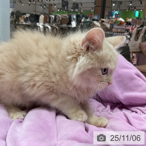 ラガマフィンの写真