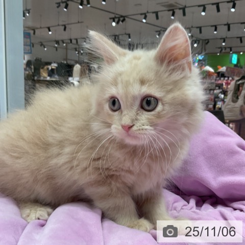 ラガマフィンの写真