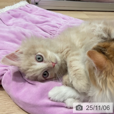 ラガマフィンの写真