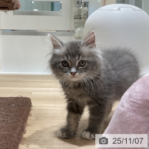 ラガマフィンの写真