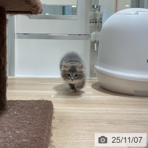 ラガマフィンの写真