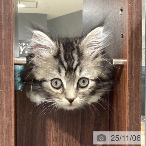 ラガマフィンの写真