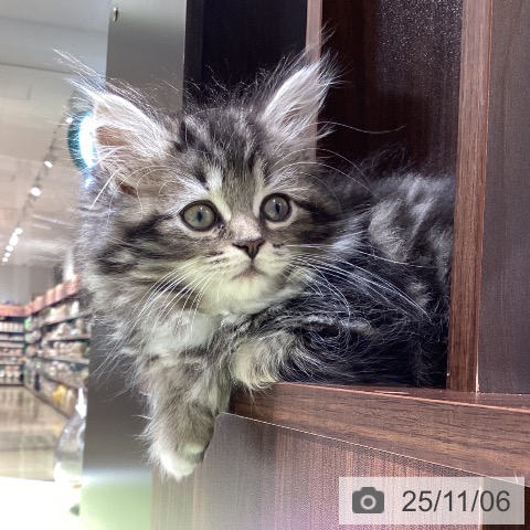 ラガマフィンの写真