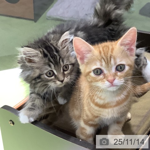 ラガマフィンの写真