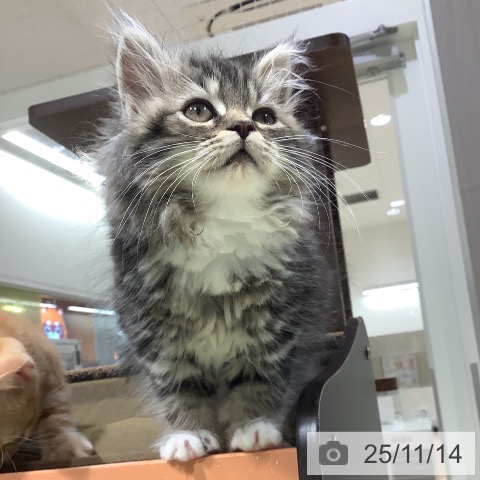 ラガマフィンの写真