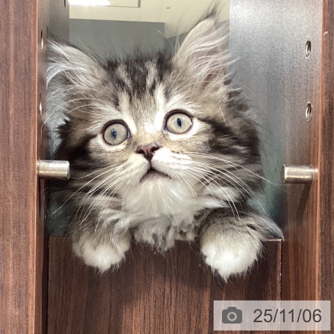 ラガマフィンの写真