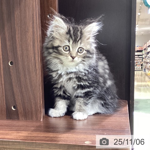 ラガマフィンの写真