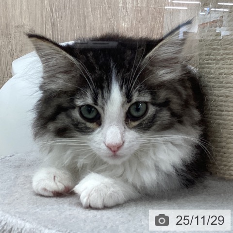 ノルウェージャンフォレストキャットの写真