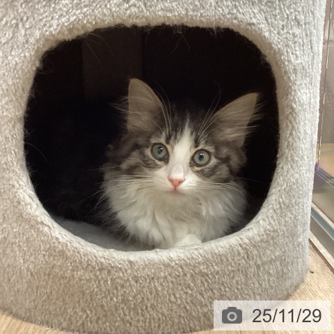 ノルウェージャンフォレストキャットの写真