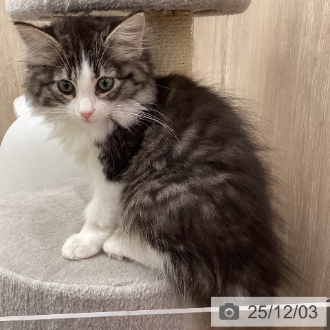 ノルウェージャンフォレストキャットの写真