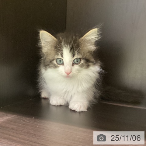 ノルウェージャンフォレストキャットの写真