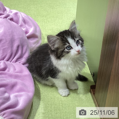 ノルウェージャンフォレストキャットの写真