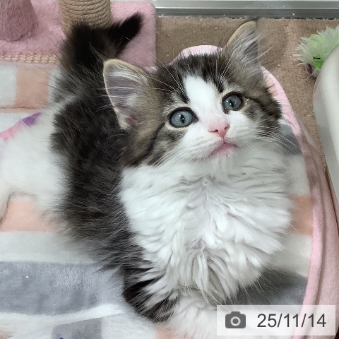 ノルウェージャンフォレストキャットの写真