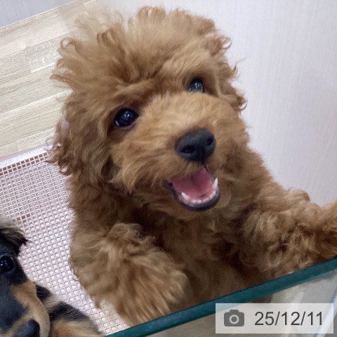 宮城県のトイプードル(トイ) (ペットプラス 名取店/2025年9月5日生まれ/男の子/レッド)の子犬の4枚目の画像