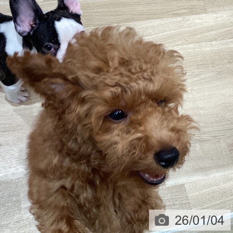 宮城県のトイプードル(トイ) (ペットプラス 仙台泉大沢店/2025年9月5日生まれ/男の子/レッド)の子犬の4枚目の画像