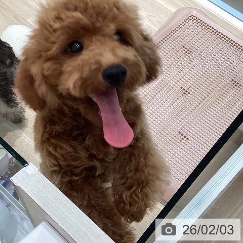 トイ・プードルの写真