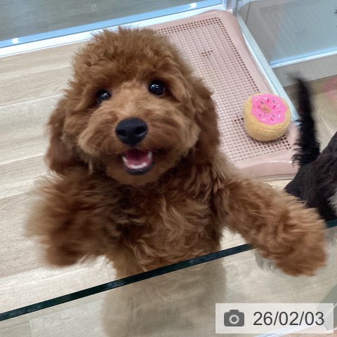 トイ・プードルの写真