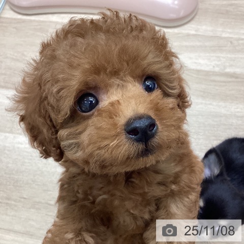 宮城県のトイプードル(トイ) (ペットプラス 名取店/2025年9月5日生まれ/男の子/レッド)の子犬の3枚目の画像