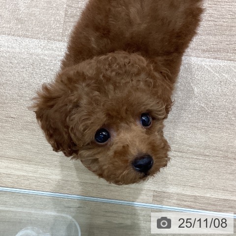 宮城県のトイプードル(トイ) (ペットプラス 仙台泉大沢店/2025年9月5日生まれ/男の子/レッド)の子犬の4枚目の画像