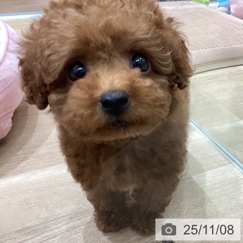 宮城県のトイプードル(トイ) (ペットプラス 仙台泉大沢店/2025年9月5日生まれ/男の子/レッド)の子犬の3枚目の画像