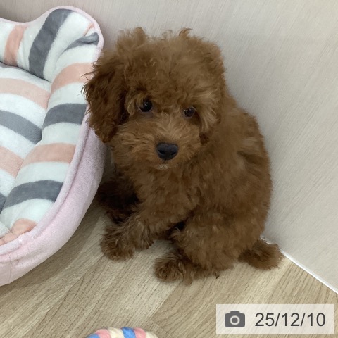 群馬県のトイプードル(トイ) (ペットプラス 前橋店/2025年9月5日生まれ/女の子/レッド)の子犬の4枚目の画像