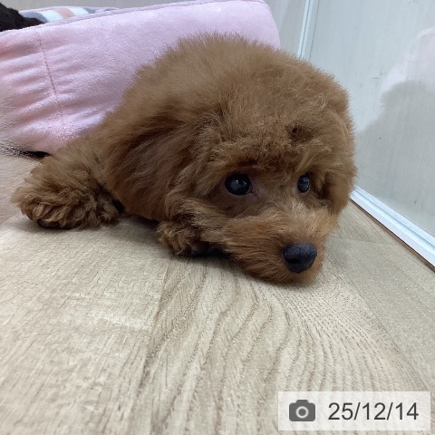 群馬県のトイプードル(トイ) (ペットプラス 前橋店/2025年9月5日生まれ/女の子/レッド)の子犬の3枚目の画像