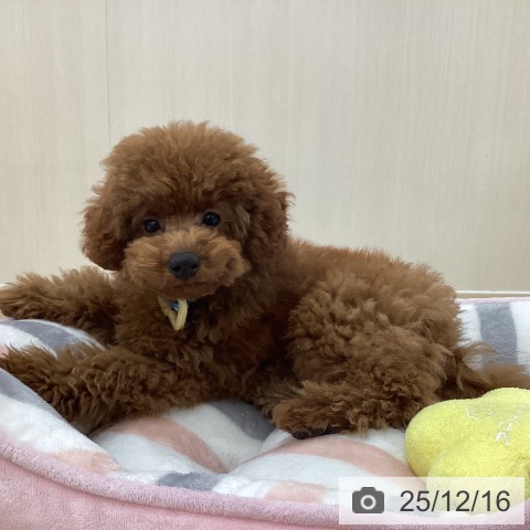 群馬県のトイプードル(トイ) (ペットプラス 前橋店/2025年9月5日生まれ/女の子/レッド)の子犬の3枚目の画像