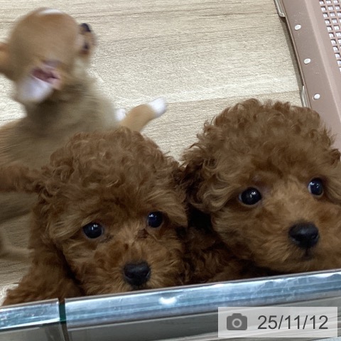 岩手県のトイプードル(トイ) (ペットプラス 盛岡南店/2025年9月5日生まれ/女の子/レッド)の子犬の4枚目の画像