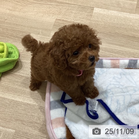 岩手県のトイプードル(トイ) (ペットプラス 盛岡南店/2025年9月5日生まれ/女の子/レッド)の子犬の3枚目の画像