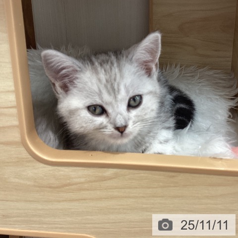 アメリカンショートヘアの写真