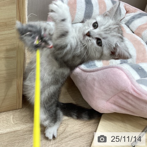 アメリカンショートヘアの写真