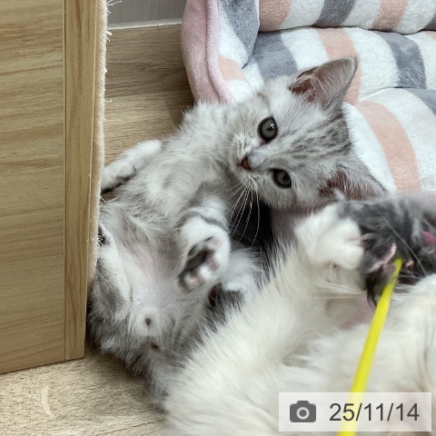 アメリカンショートヘアの写真