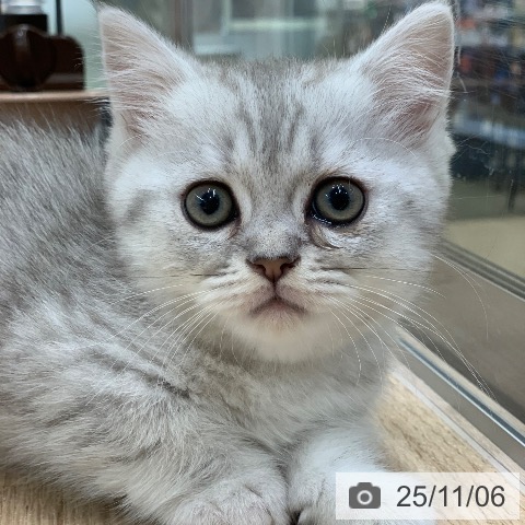 ミヌエットの写真