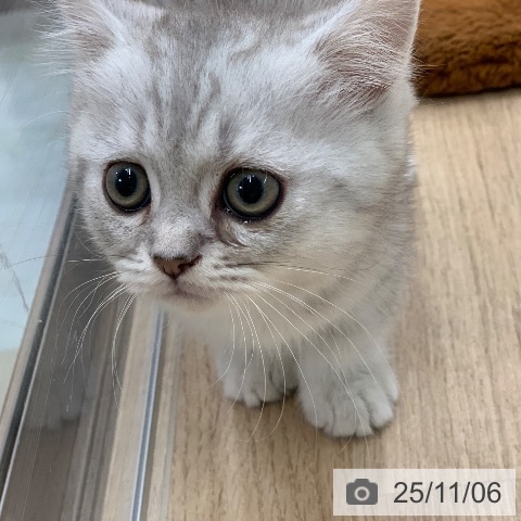 ミヌエットの写真