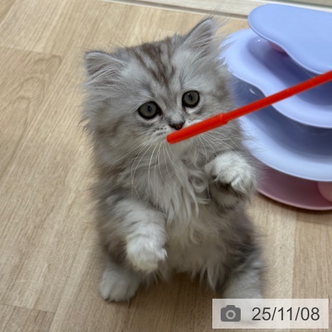 ミヌエットの写真