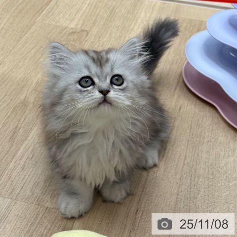 ミヌエットの写真