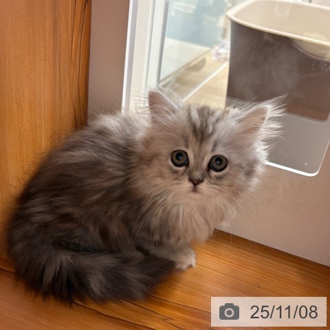 ミヌエットの写真