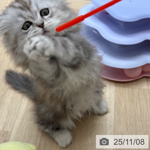 ミヌエットの写真