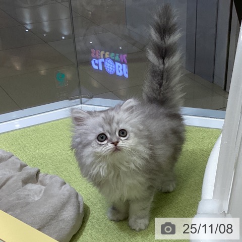 ミヌエットの写真