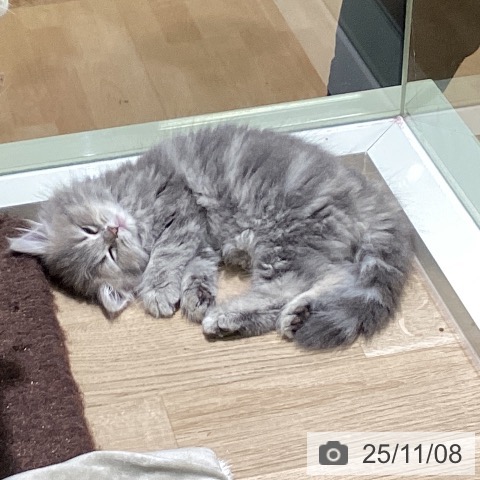 ミヌエットの写真