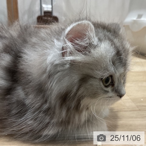 ミヌエットの写真