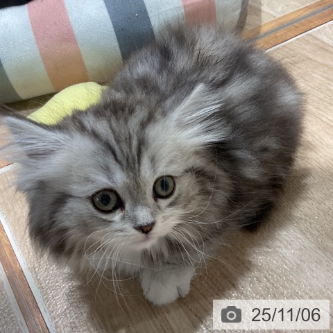 ミヌエットの写真