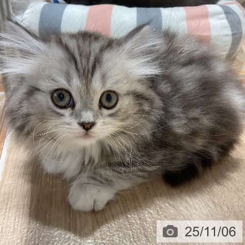 ミヌエットの写真